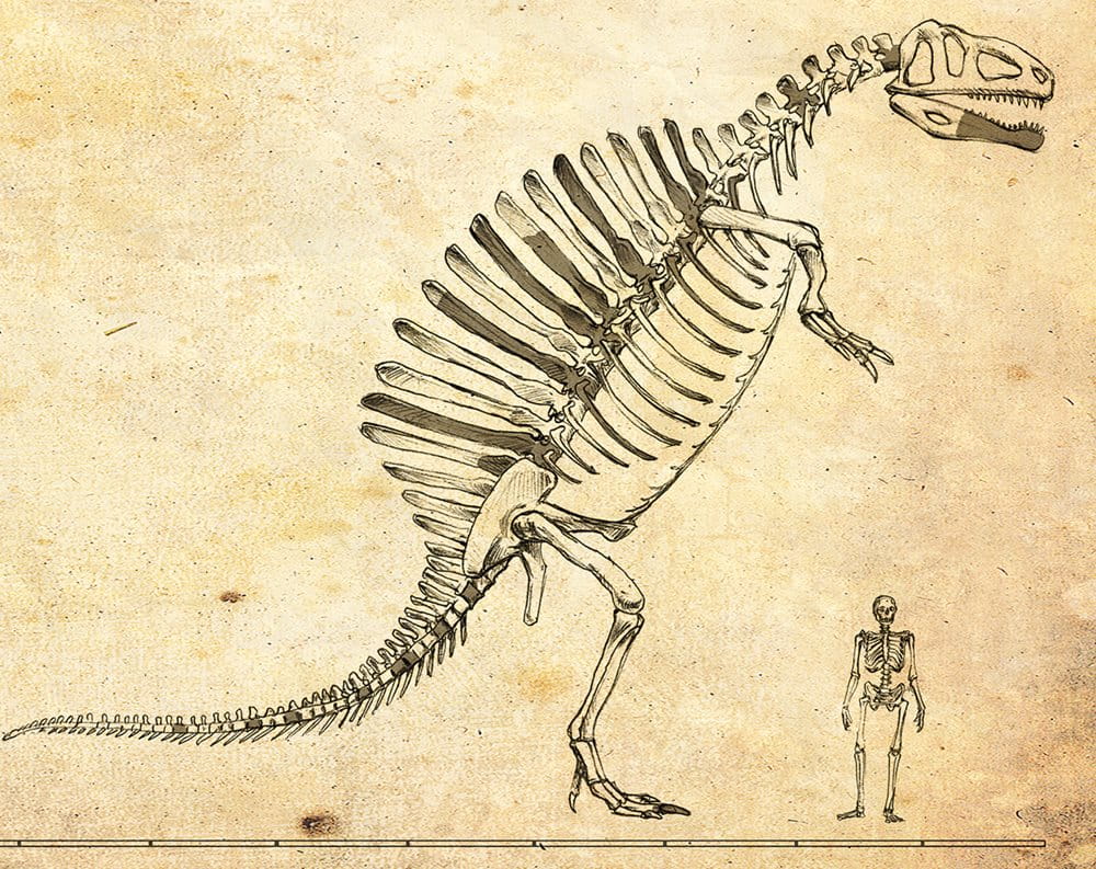 <p>In this sketch styled after Stromer&rsquo;s skeletal reconstruction, <em>Spinosaurus</em> towers over a human.</p>
