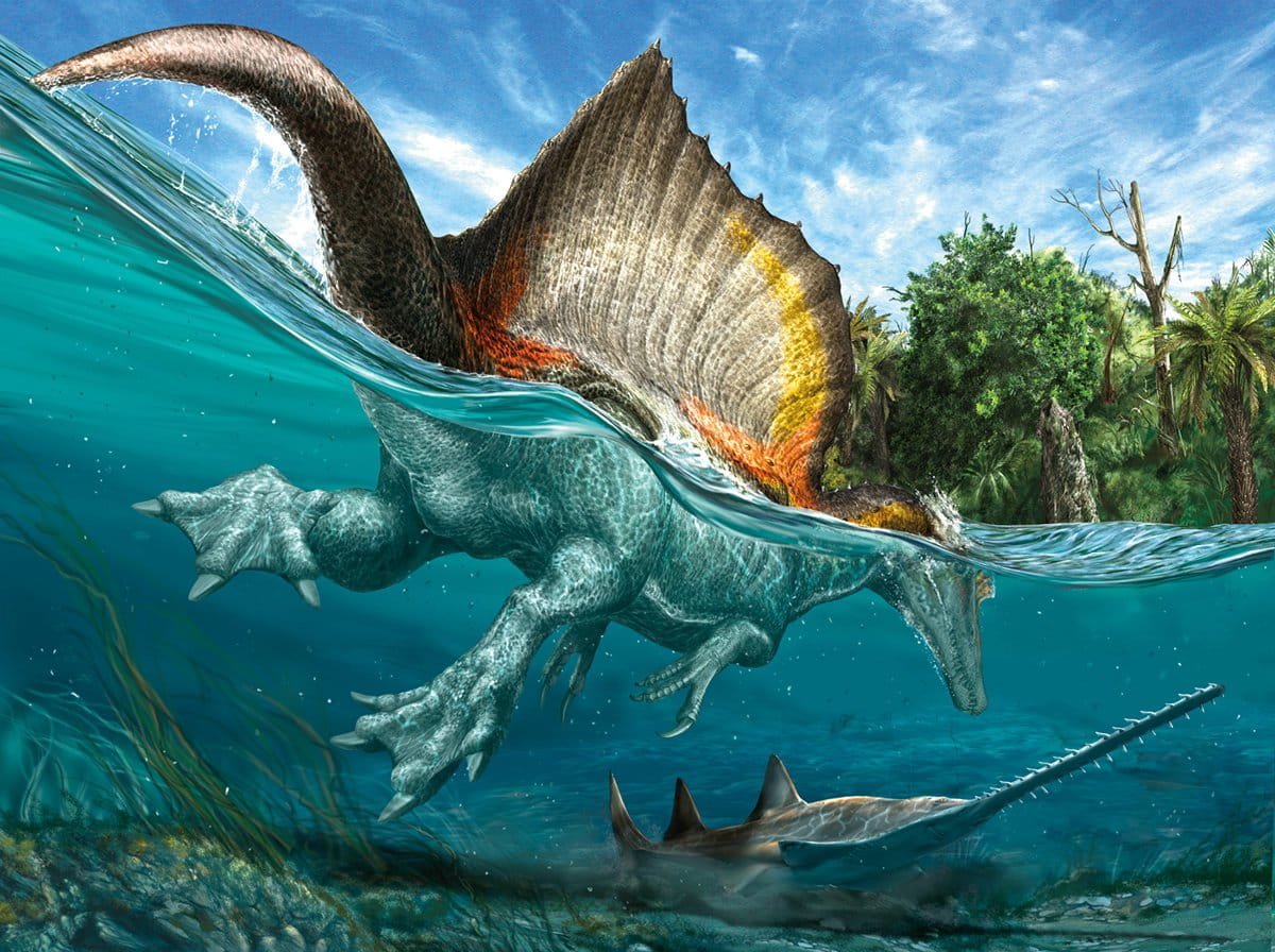 <p>A swimmer the size of a school bus armed with teeth and claws,&nbsp; <em>Spinosaurus</em> could weigh six to seven tons. Equally at home on land or in water, it was a predator without equal.</p>
