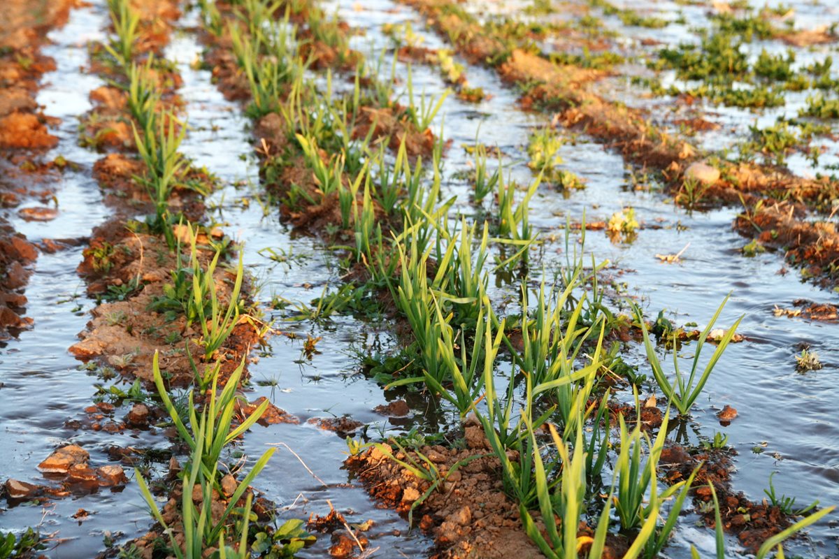 Irrigated&nbsp;by an acequia,&nbsp;a thirsty garlic crop soaks up water near Santa Cruz, New Mexico.&nbsp;