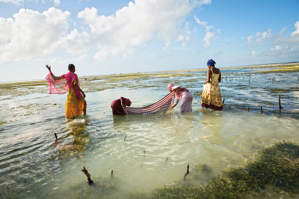 Showing another of the many uses for kanga, girls in Bwejuu team up to use a kanga to catch small fish.
