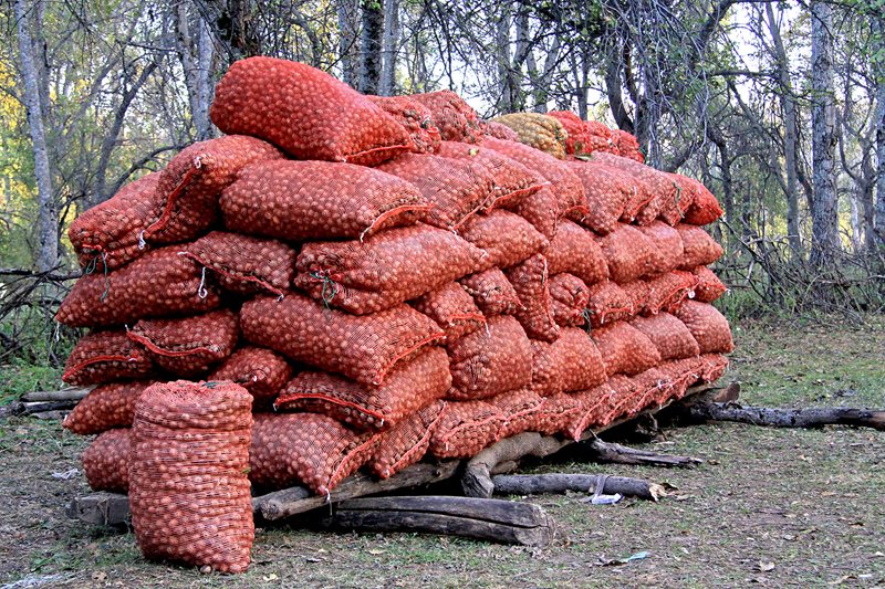 Bags of walnuts are left on a makeshift pallet during the harvest season in Arslanbob. To pay for leasing a section of the forest, families leave half of their yield behind for the forestry department. In a good year, one family can harvest two to three tons.