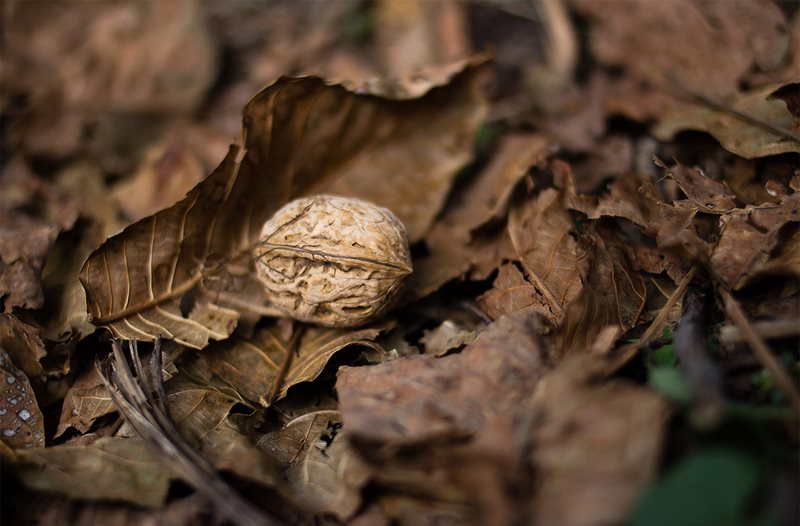 Walnut ready for harvest in Arslanbob.