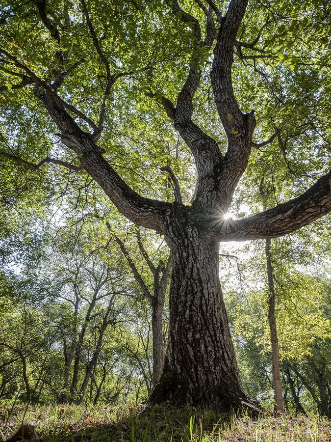 With a lifespan of some 200 years, walnut trees such as this one near Arslanbob can grow
to majestic sizes, sometimes exceeding a meter in diameter and 40 meters in height. But
with eight years from seed to production of nuts, the selective breeding of walnut trees is a
task of generations.