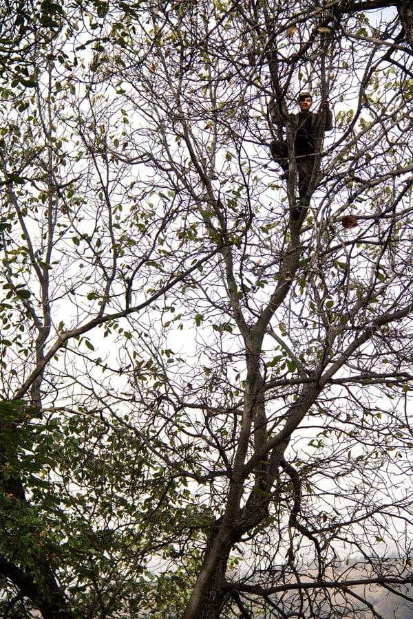 During the harvesting of walnuts near Arslanbob, it is the men of the family who usually climb the trees and shake their branches, releasing the walnuts to the forest floor where women and children collect them.