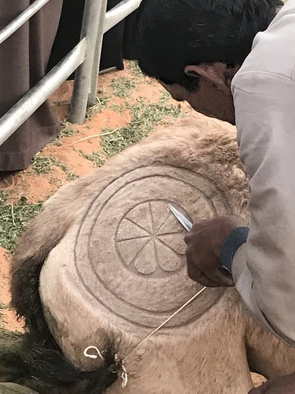 Trimmed, shaved and cut again, camel-hair art is often practiced for special occasions.