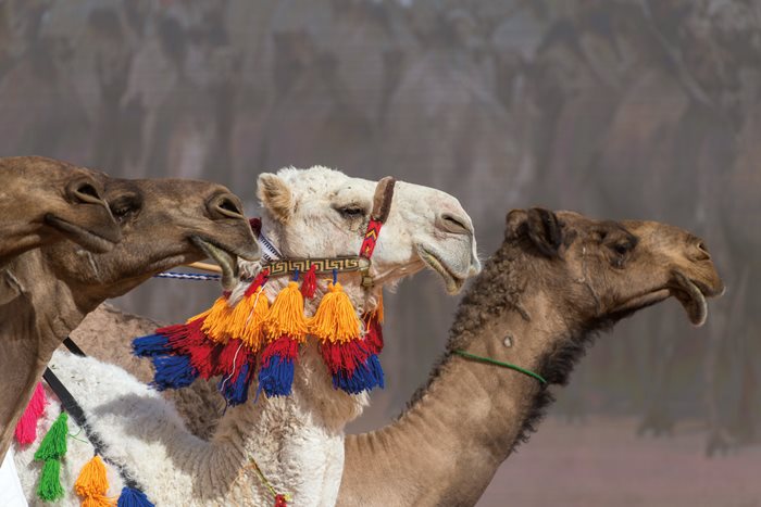 C_Secondary_Camel_Festival_2018_JasonPlews-8078_web?width=700&height=466&ext=.jpg