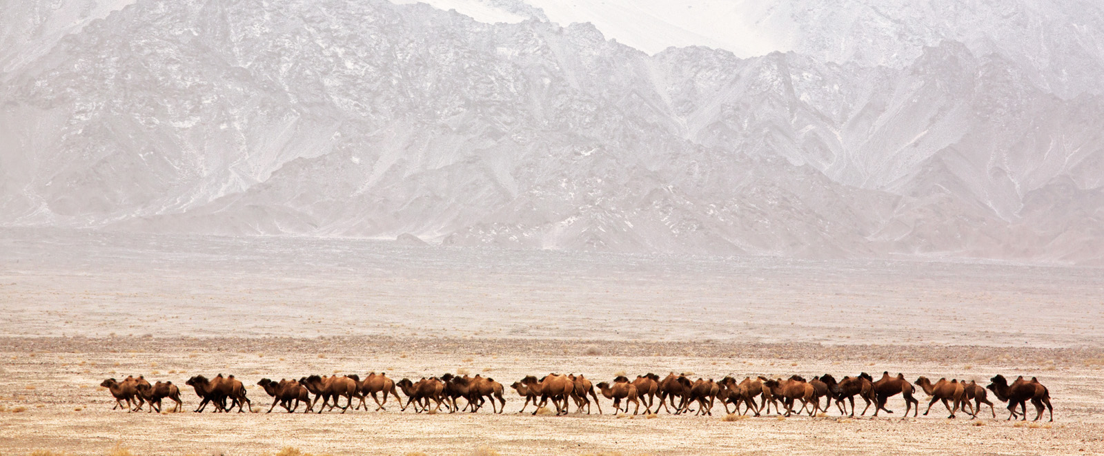 &ldquo;Be like a camel&mdash;carrying sweets but dining on thorns,&rdquo; says a proverb from India evoking the grit of camels that made Silk Road trade possible across the vast barren deserts, steppes and mountains of Asia. Two-humped Bactrian camels were often used for that trade, and while most Bactrians are domesticated <i>Camelus bactrianus</i>, about 1,000 head of <i>Camelus ferus</i>, the critically endangered wild camel, remain in Northwest China and in the Gobi Desert of Mongolia. Many live in a reserve established in 2003 near Lop Nur, China, where this photo was made.&nbsp;