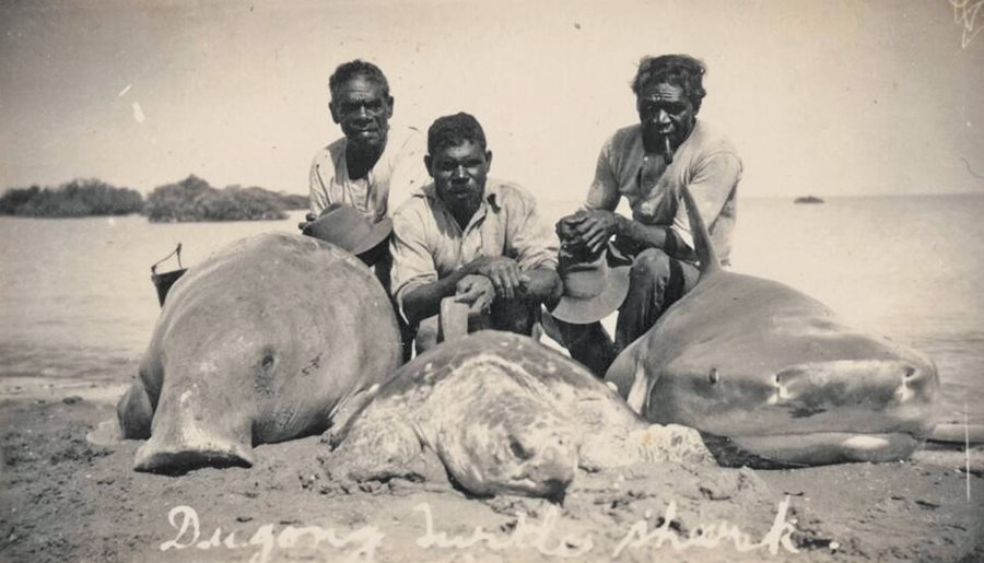 Dugong (Sea Cow)