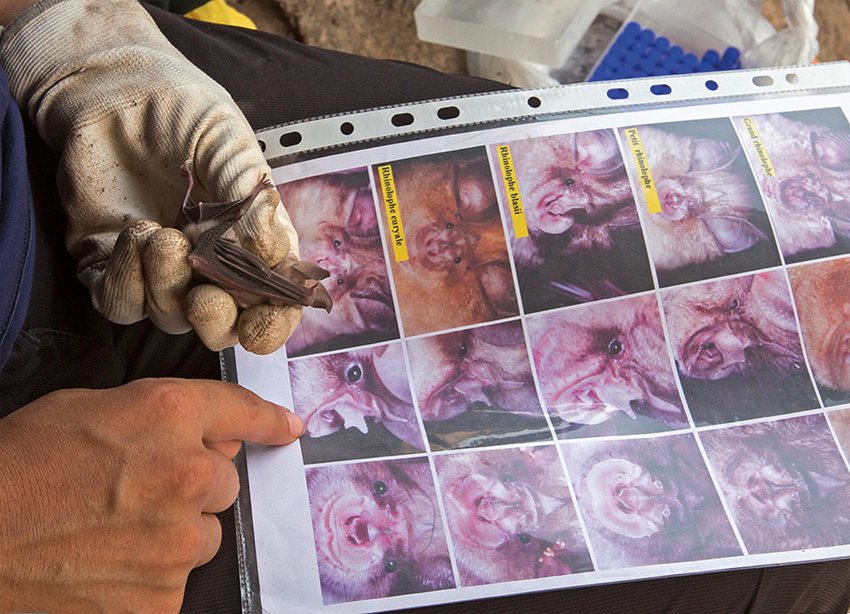 On a research trip in Tunisia, Kayali leads “disease detectives”—epidemiologists—in reviewing and identifying local bat species. Human Link’s fieldwork often takes researchers throughout the Middle East, North Africa and Asia—work they hope to resume when it becomes safe again to do so. Human Link maintains laboratories in both Lebanon and Egypt. 