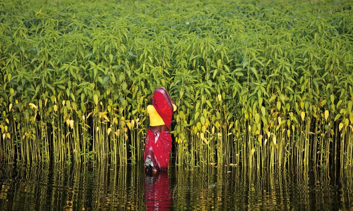 From seeds sown in wetlands, jute shoots up in the spring, and the late-summer harvest is by hand and sickle. Each stalk is beaten and split to remove the fibers, which are then washed and dried. No pesticides or artificial fertilizers are used.