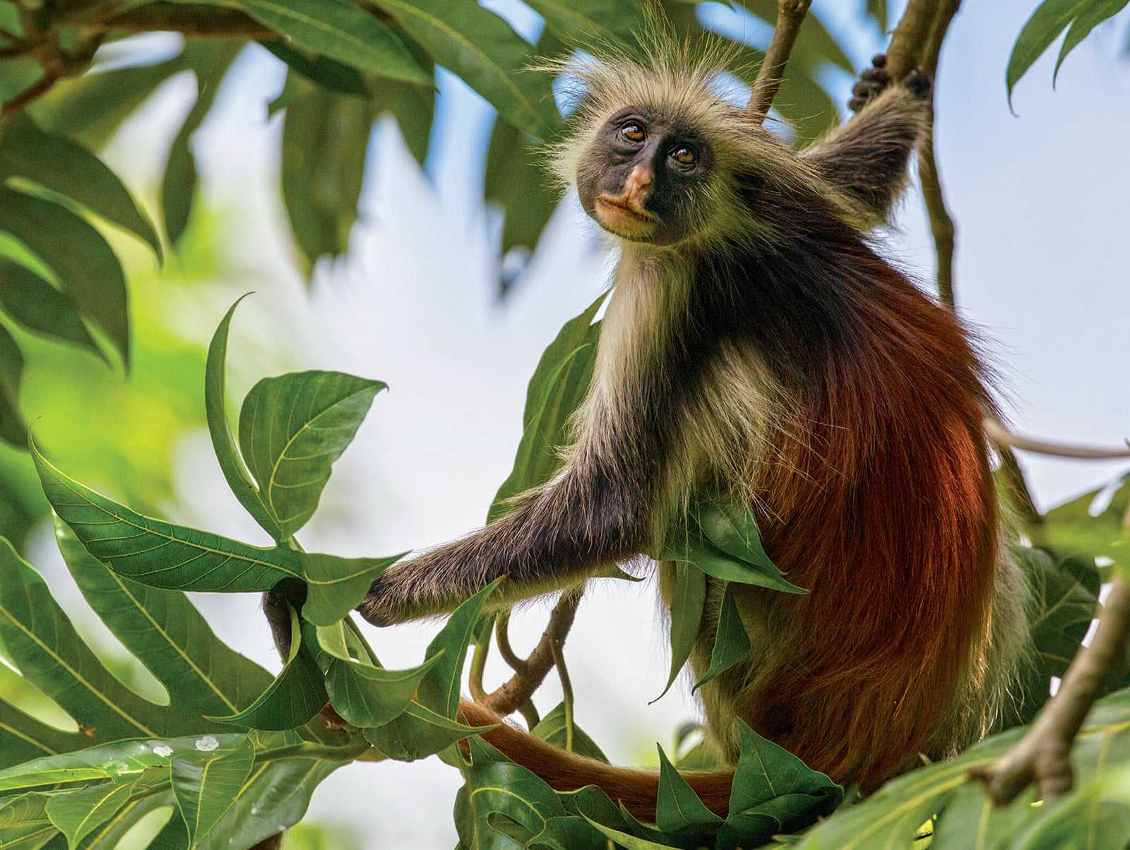 Zanzibar Colobus (Piliocolobus kirkii) - One of 17 species of colobus monkeys that range across Central and Southern Africa, P. kirkii is native to the East African archipelago of Zanzibar, where like most other colobus species, it is endangered by poaching and habitat loss. As herbivores, colobus monkeys are prolific dispersers of seeds, which proves vital to keeping the forests where they reside healthy.
-PHOTO BY DAVID PATTYN / NATUREPL.COM