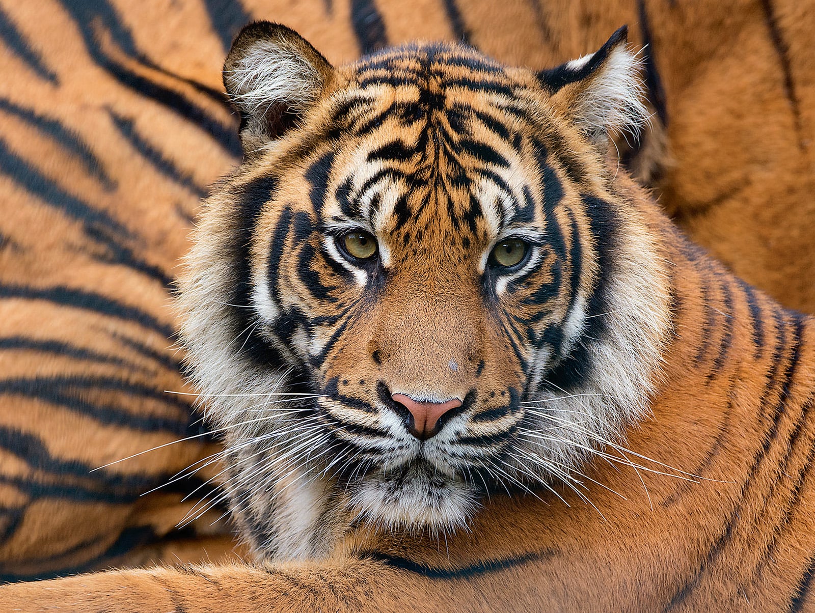 Sumatran Tiger (Panthera tigris sondaica) -Though they are the smallest species of tigers, Sumatran tigers can still grow up to two meters and weigh 140 kilograms. As ambush hunters mostly at night-they can sprint up to nearly 100 kilometers an hour. While Indonesia has established several protected reserves in tiger habitats, poaching, logging and agriculture all threaten its survival. PHOTO BY EDWIN GIESBERS /NATUREPL.COM