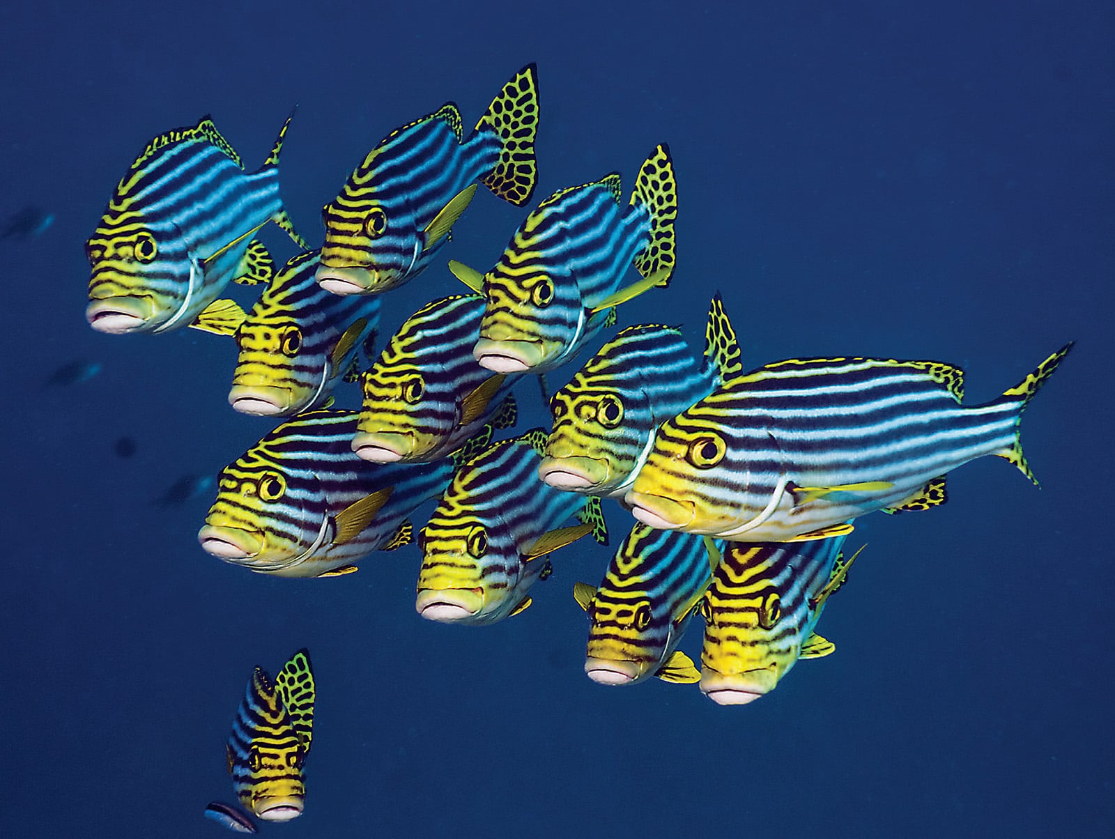 Indian Ocean Oriental Sweetlips (Plectorhinchus vittatus) - Often seen near a coral reef alone or in a small groups, oriental sweetlips can grow to be as long as 86 centimeters. They are docile in the presence of divers and often traded for use in large aquariums. They feed at night, and the fleshy lips that inspired their name help them search through sand for food.
-PHOTO BY GEORGETTE DOUWMA / NATUREPL.COM