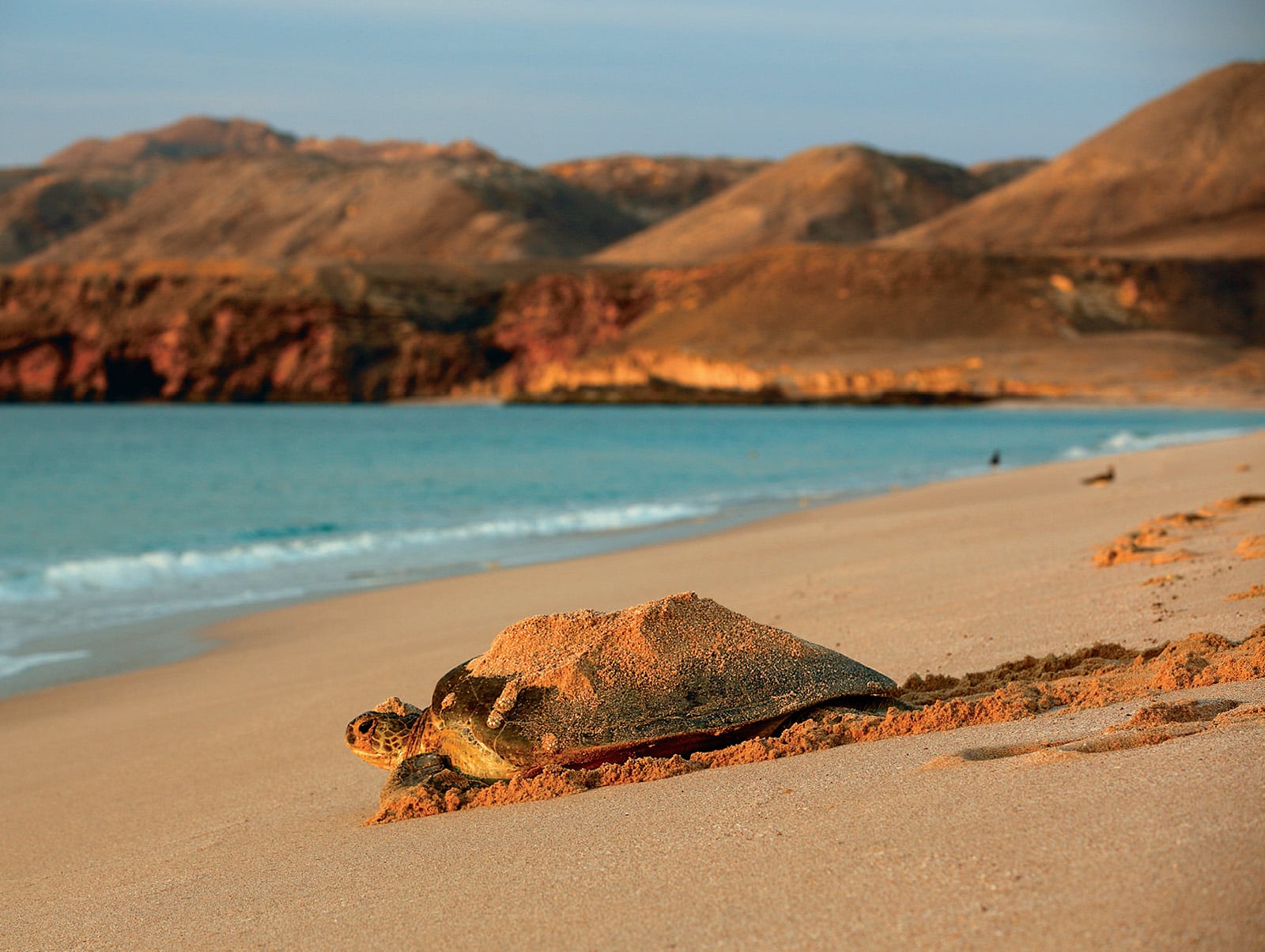 Loggerhead Sea Turtle (Caretta Caretta) -Named for its large head, it has powerful jaws that can crush hard-shelled prey. This photo was made in Oman, where in addition to loggerheads, four of the world's other six species of sea turtles come ashore to breed-somel in protected areas and others on unprotected beaches. They can grow to over a meter long, and at sea they are vulnerable to incidental capture in purse-seine fishing nets.
PHOTO BY ORIOL ALAMANY NATUREPL.COM