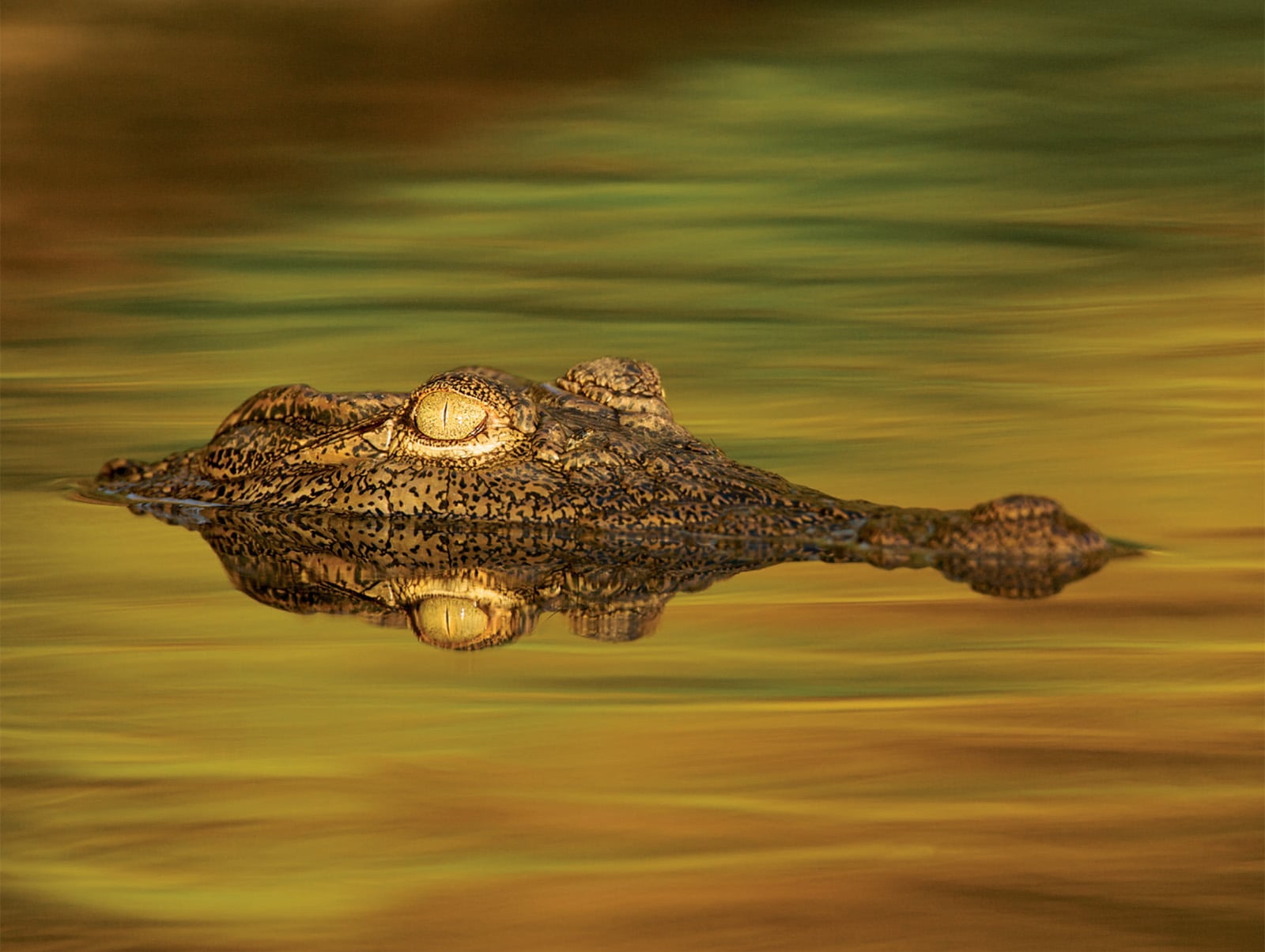 Nile Crocodile (Crocodylus niloticus and Crocodylus suchus) - Recent research has shown that the sacred crocodile of ancient Egypt that was worshiped as the god Sobek was actually two distinct species whose appearances are similar enough that the distinction has been only recently recognized. C. niloticus is the largest crocodile on the African continent, growing up to 5 meters in length and living for 50 to 80 years. It can be very aggressive, but it was the somewhat smaller and less aggressive C. suchus that was most often used in ceremonies and mummified. For all their ferocity, the one animal Nile crocodiles avoid when sharing the same habitat is the much larger hippo.