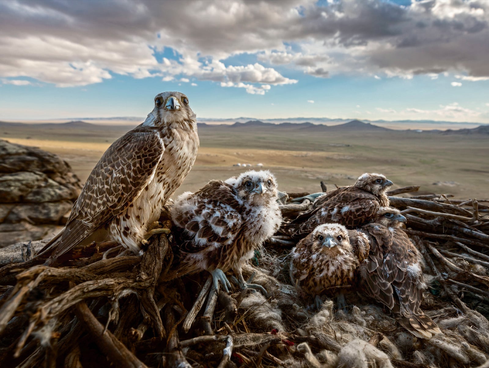 Saker Falcon (Falco cherrug) - The family of Falconidae includes more than 60 species, and some of the earliest known human depictions of falcons date back 3,500 years in Mesopotamia. Saker falcons are one of the largest and most efficient hunters, and these qualities make them prized for sport falconry leading to high levels of capture. This together with hazards from live power lines have reduced Saker populations in the wild to critical numbers. This photo shows a Saker nest in the steppe of Mongolia, where in addition to natural-nest protections, more than 5,000 artificial nesting sites have been erected to help preserve Sakers in the region where they remain most prevalent.