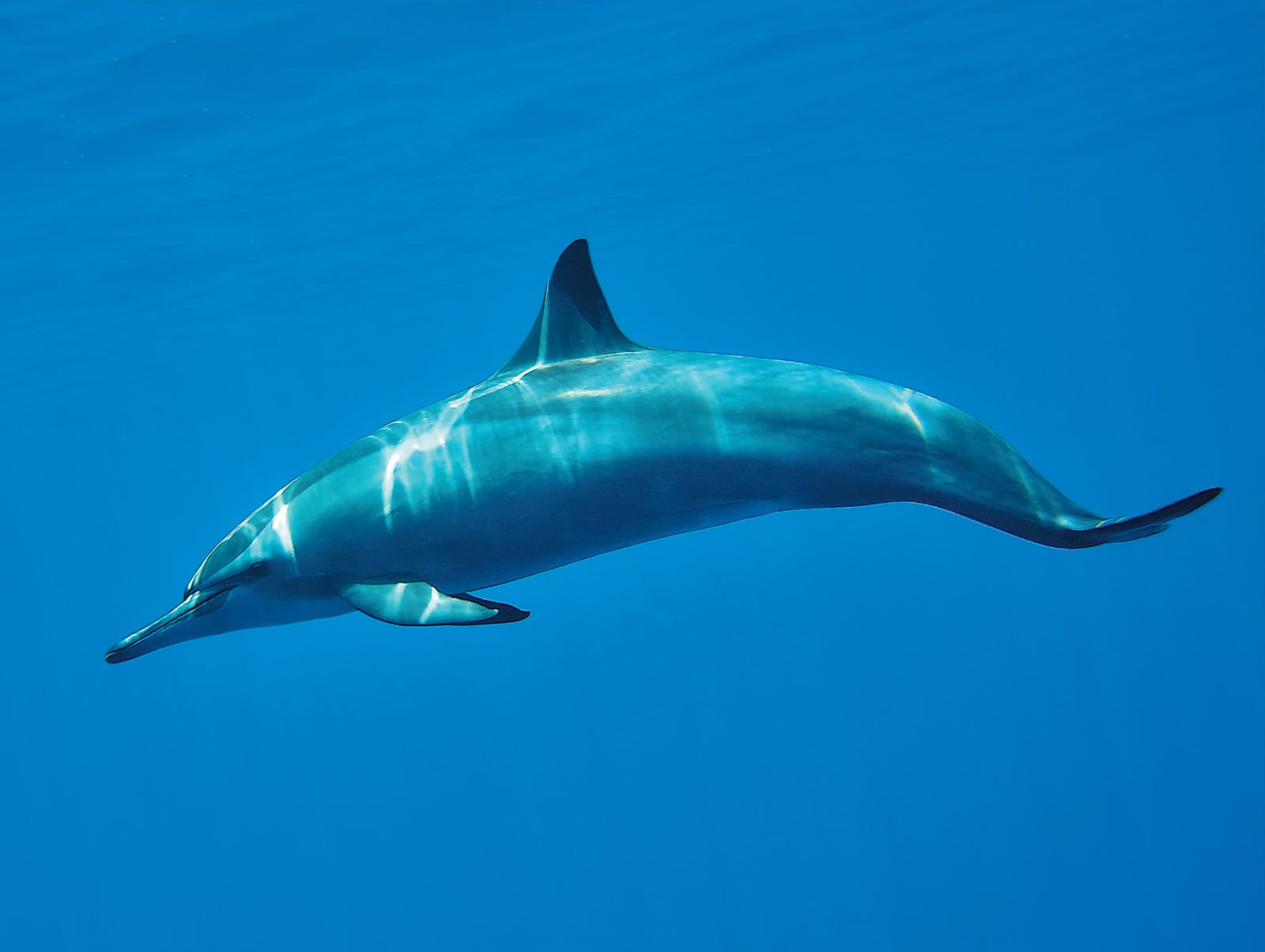 Spinner Dolphin (Stenella longirostris) - While the species name is Latin for "long beak," the name "spinner" came from its leaps and spins above water. Spinner dolphins ply deep tropical waters around the world, including the Red Sea, where this photo was taken. While trade in live spinners is regulated in many countries, threats to spinner populations come mainly from purse-seine tuna fisheries in which spinners become bycatch, often in large numbers.