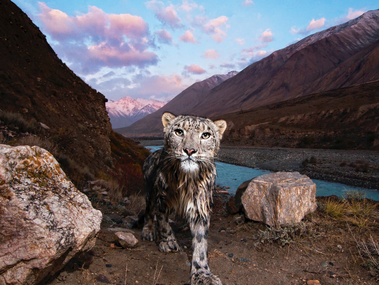 Snow Leopard (Panthera uncia) - Genetically related more to the tiger (Panthera tigris) than to the leopard (Panthera pardus), the snow leopard inhabits the highlands and mountains, usually from 3,000 to 4,500 meters in altitude, in 12 Central Asian nations. Everywhere it is also regarded as a symbol and talisman of history, heritage and identity. Extremely elusive to humans, this photo was made using a motion-triggered camera set along the Uchkol River in eastern Kyrgyzstan.