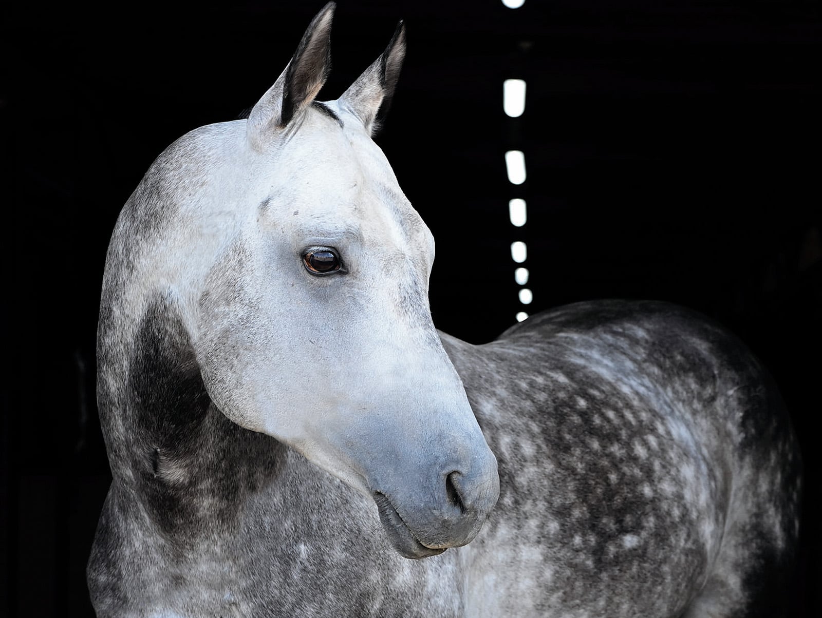 Akhal-Teke Horse (Equus ferus caballus) -Renowned for speed, agility and intelligence, the Akhal-Teke is one of the world's oldest breeds. Its name comes from the region of Akhal, in what is now Turkmenistan, and a southern Turkmen tribe historically associated wiith it, Teke. The Akhal-Teke is also sometimes referred to as "the golden horse" due to the way sunlight appears to shimmer off its coat. Turkmenistan today celebrates the Akhal-Teke on its national emblem as well as on banknotes and stamps. Now a rare breed, its worldwide population is estimated at fewer than 7,000. PHOTO BY AIGERIM DENGELBAYEVA