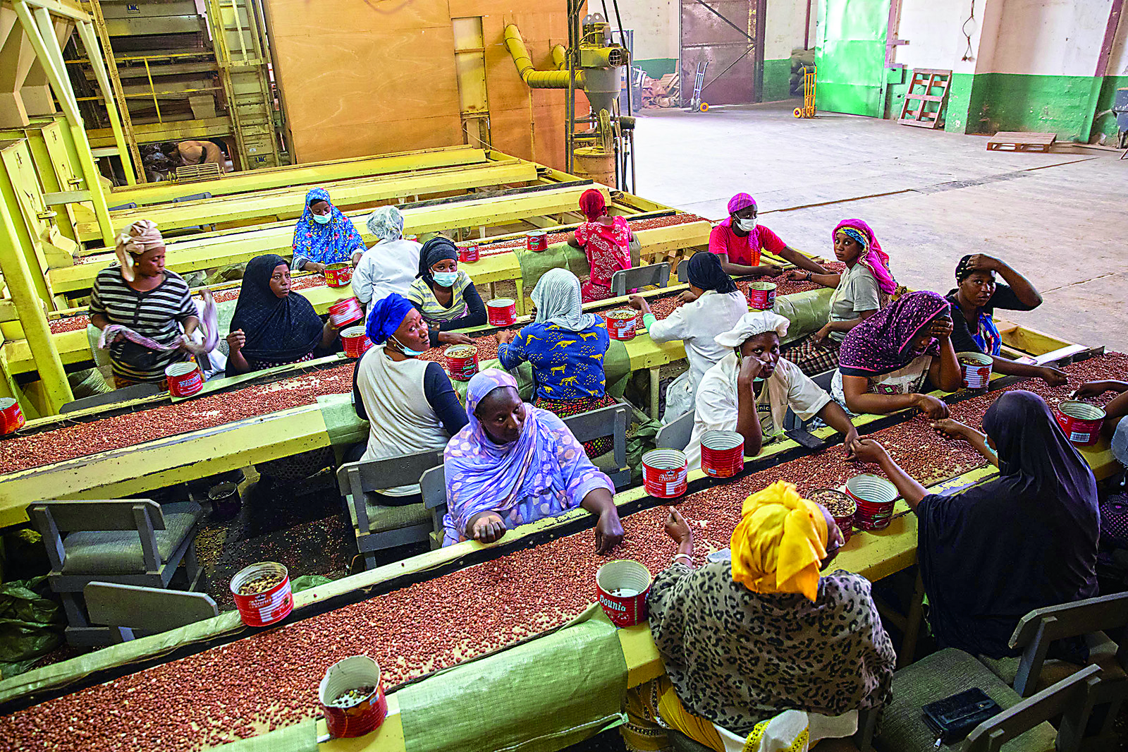 Inside the plant, after shelling machinery has shaken the husks from the nuts—which are, scientifically speaking, not nuts but legumes, or beans— employees sort and grade the nuts by hand and practiced eyes. 