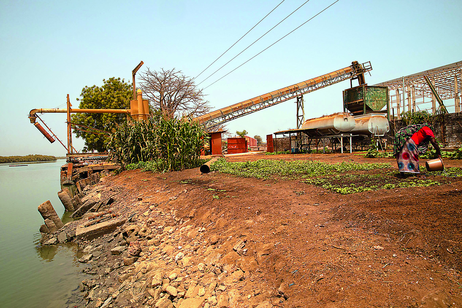 The National Food Security Processing & Marketing Corporation (NFSPMC) plant in Banjul is one of the country’s largest. The nozzle vacuums the whole groundnuts from cargo barges and drops them onto a conveyer belt. Most will be destined for export.