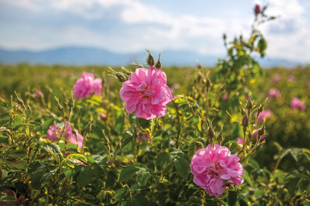 The Damascus rose, scientifically named Rosa x damascena—the “x” denotes its heritage as a hybrid—blooms in the Valley of Roses some 5,000 kilometers west of where it is believed to have evolved, in the region now made up of parts of Turkmenistan, Uzbekistan and Afghanistan some 7,000 years ago. Under Ottoman rule Rosa x damascena was brought from Anatolia when it was discovered that the soil and climate in central Bulgaria provided the roses an ideal environment.