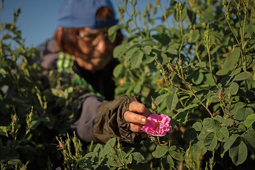 As the sun rises on a rose field in Karlovo, Christina Chucheba plucks blooms row by row and places them in the pouch of her apron which, once it is full, she transfers to the plastic sack. In peak season, an experienced picker may collect about 100 kilograms of blossoms in a day.