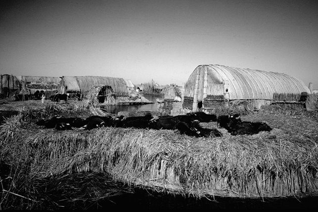 Domesticated in this area by the Sumerians about 4000 BCE, water buffalo provided milk, yoghurt, meat, leather and dung for fuel.
Here a herd rests in the midday sun amid homes.