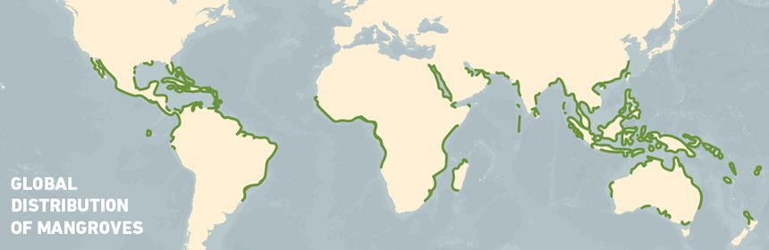 Global Distribution of Mangroves