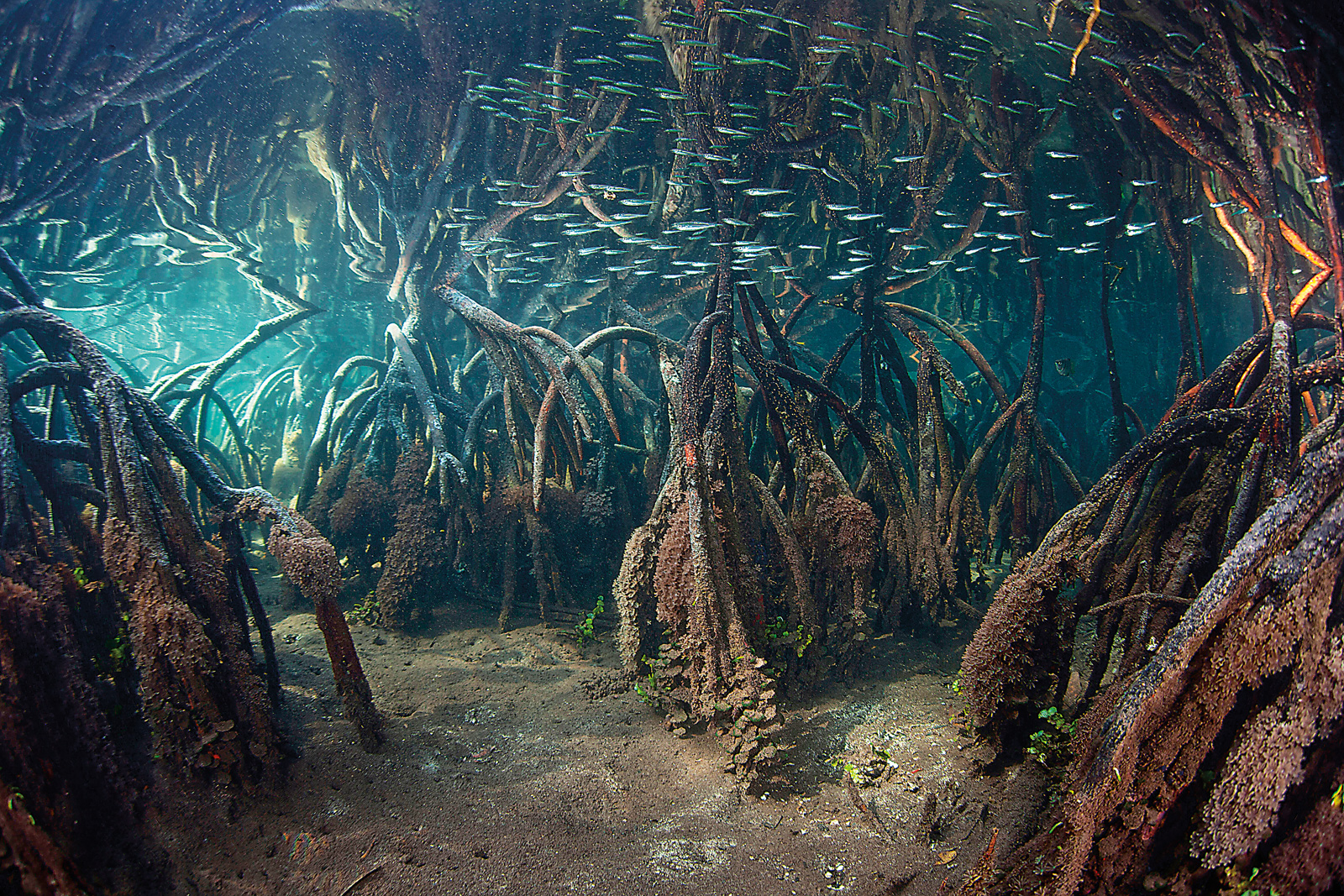 The hope is a cluster of trees growing to create a forest that protects the land from wind and sea—which in turn increases biodiversity, purifies the water and acts as a carbon sink, as it collects carbon dioxide from its tall branches and deposits it into the soil as shown in Raja Ampat, West Papua, Indonesia.