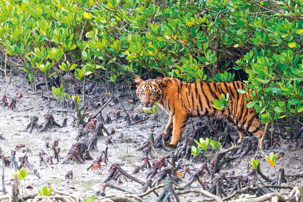 Drones, Mangroves and Carbon Superpowers