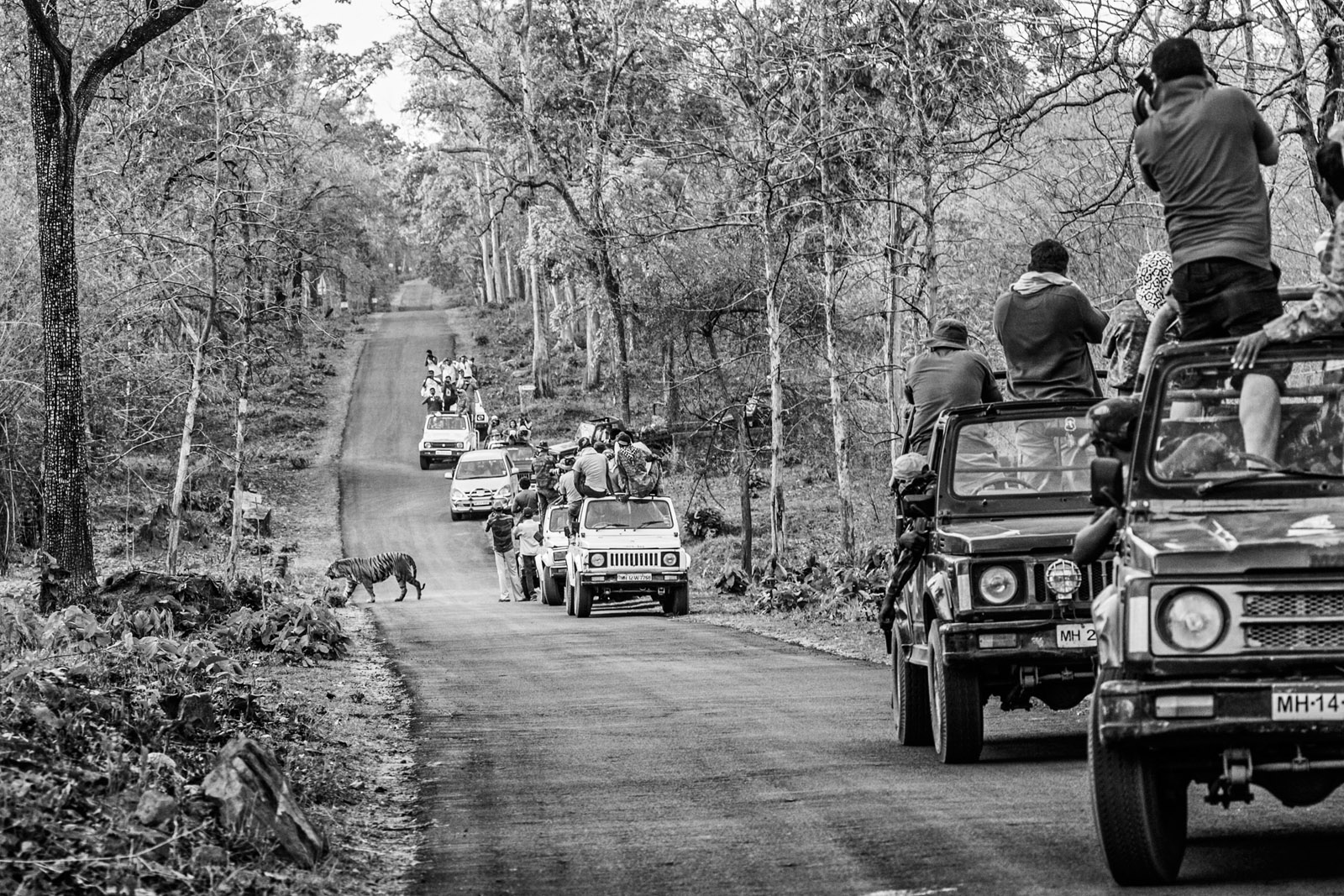 2022 World Press Photo award winner Senthil Kumaran is a photographer from Madurai in southern India who has documented the relationships between humans and tigers, particularly around tiger reserves where the needs of human livelihoods intersect with those of tiger conservation. 