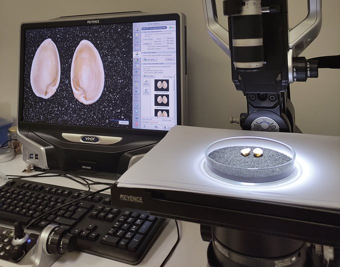 Once samples are collected in the paleoethnobotany laboratory at the Max Planck Institute for Geoanthropology in Jena, Germany, they are separated, measured and studied to determine their origins.