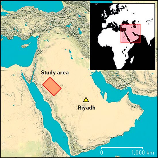 The distribution of mustatils mapped to date show them clustered in northwestern Saudi Arabia. Mustatil Map - Study area