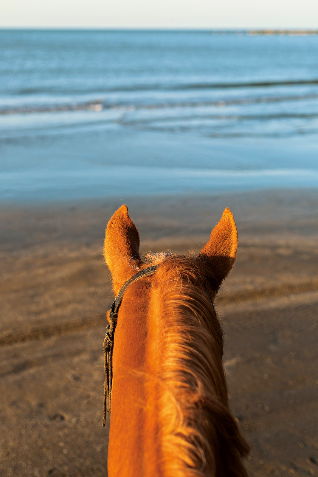 Brushed by sunset on the shore of the Caspian Sea, the burnt-butter-gold coat of a Karabakh shines as brightly as the breed's storied history and hopeful future.