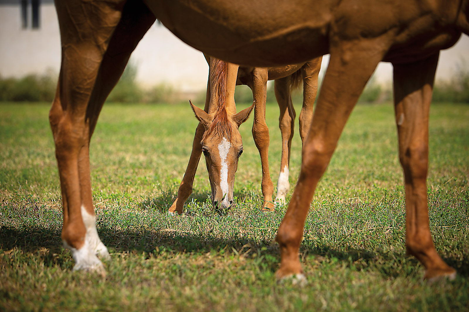 Karabakh horses