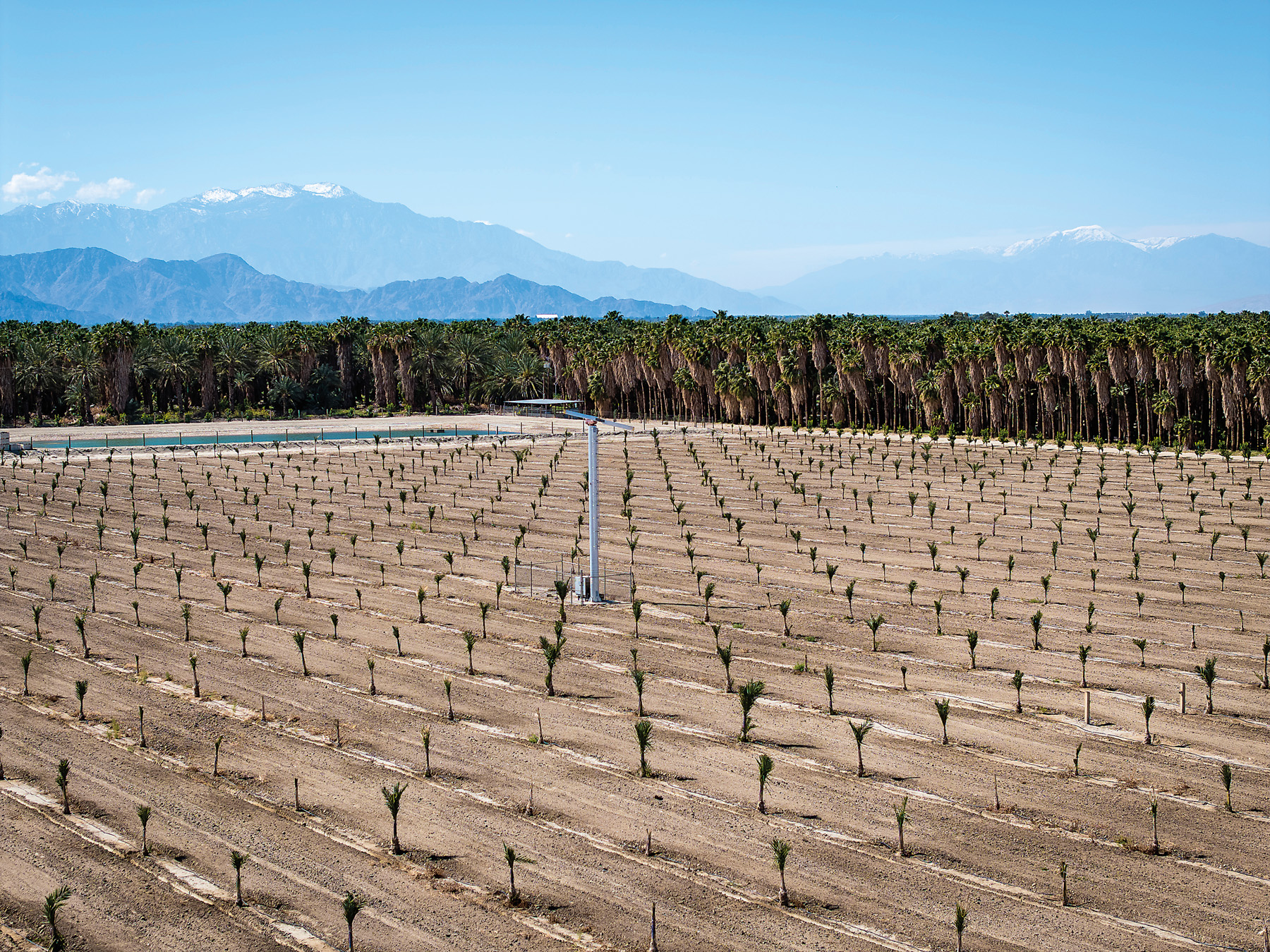 A field of young date palms grows near Mecca.