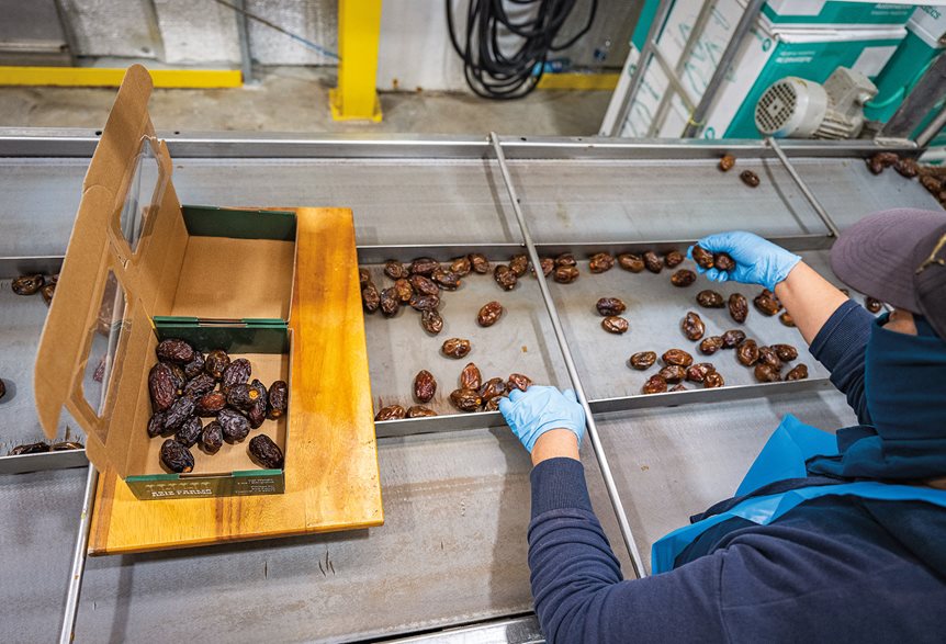 Packers at Aziz Farms sort Medjool dates on a conveyor belt, readying them to be packaged for retail sale. 