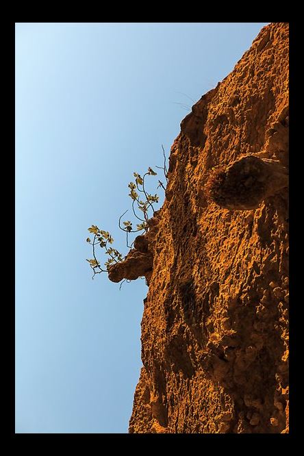 A wild fig tree grows from a cliff near the summit of Mount Gorra in Djebba, Tunisia. Fig roots can grow up to 8 meters (26.25 feet) long in search of water and are strong enough to break through rocks.