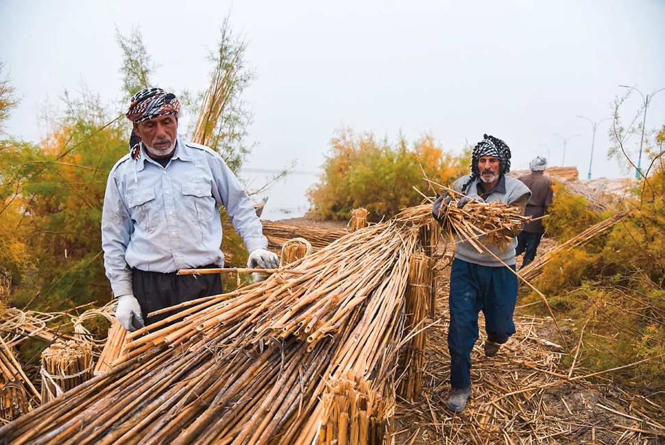 Reeds are collected thousands of miles away in Iraq. 