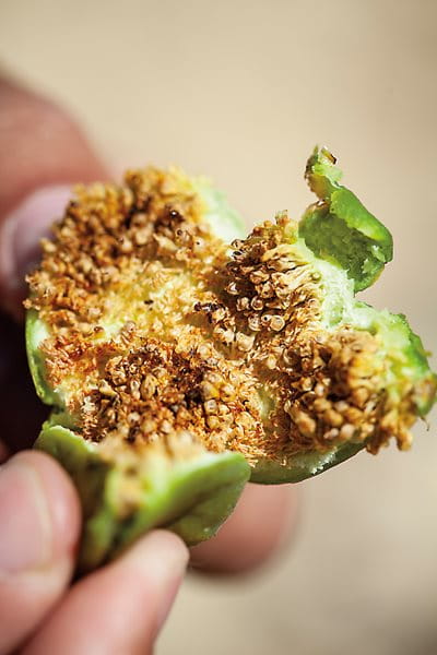 In caprification, fresh caprifig fruits, which contain hatching fig wasps, are hung in the branches of female trees so that the wasps, their legs covered in pollen, can pollinate the female flowers. Certain fig varieties like the Zidi need pollination in order for their fruit to mature and taste good. 