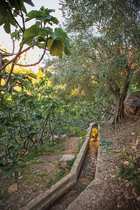 Since the 17th century CE, a system of tiny canals from mountain springs has carried water to 73 basins that irrigate land in Djebba. Thanks to this collective resource, hundreds of farmers can water their gardens on a rotating basis.